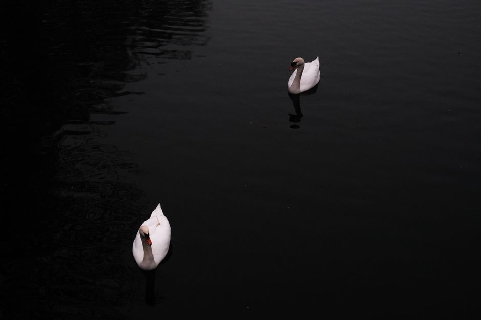 Black swan on dark water representing rare unpredictable events in decision theory